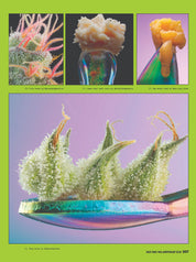 High Times Magazine - 50th Anniversary Issue